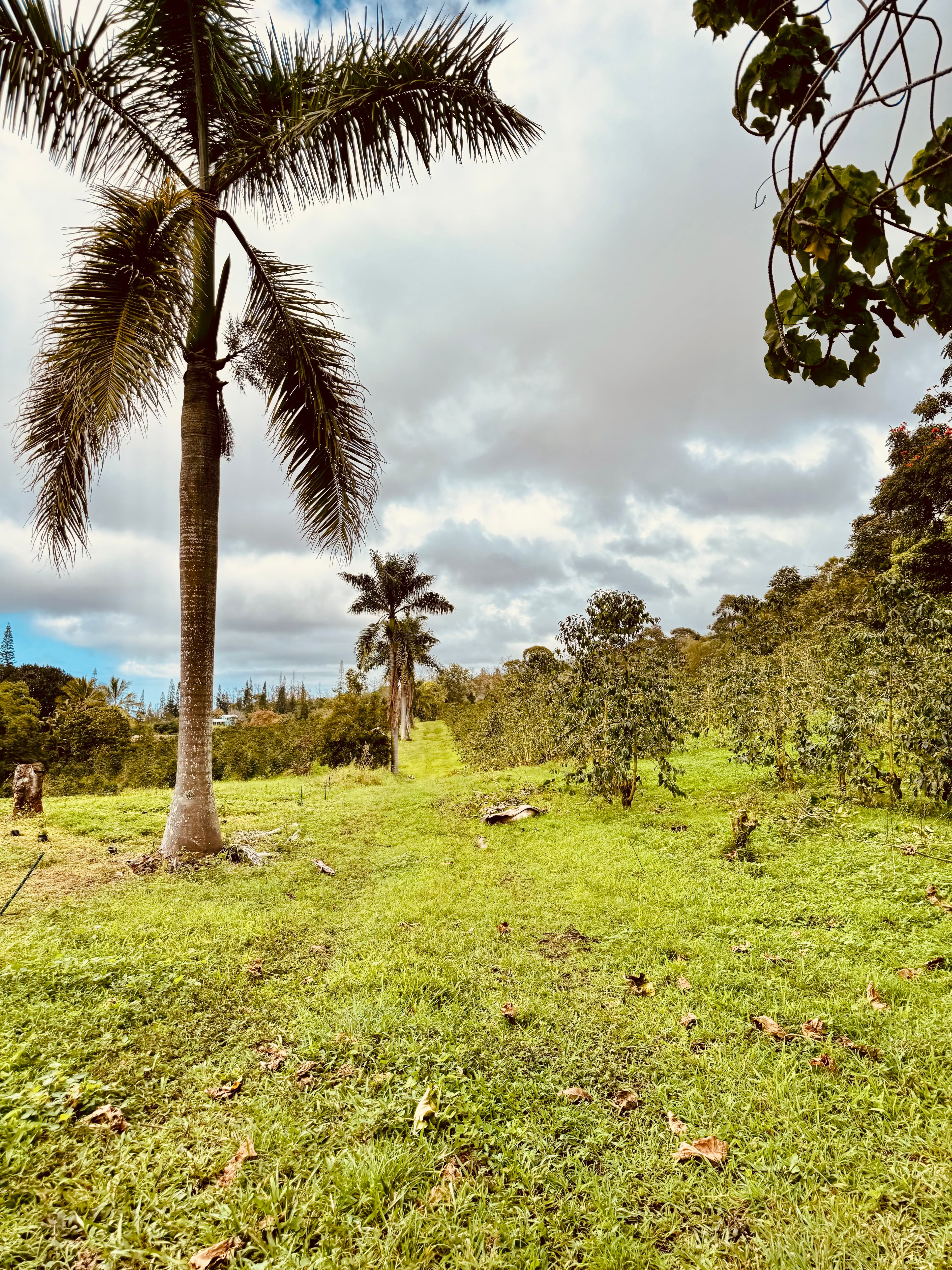 Kauaʻi Coffee Company