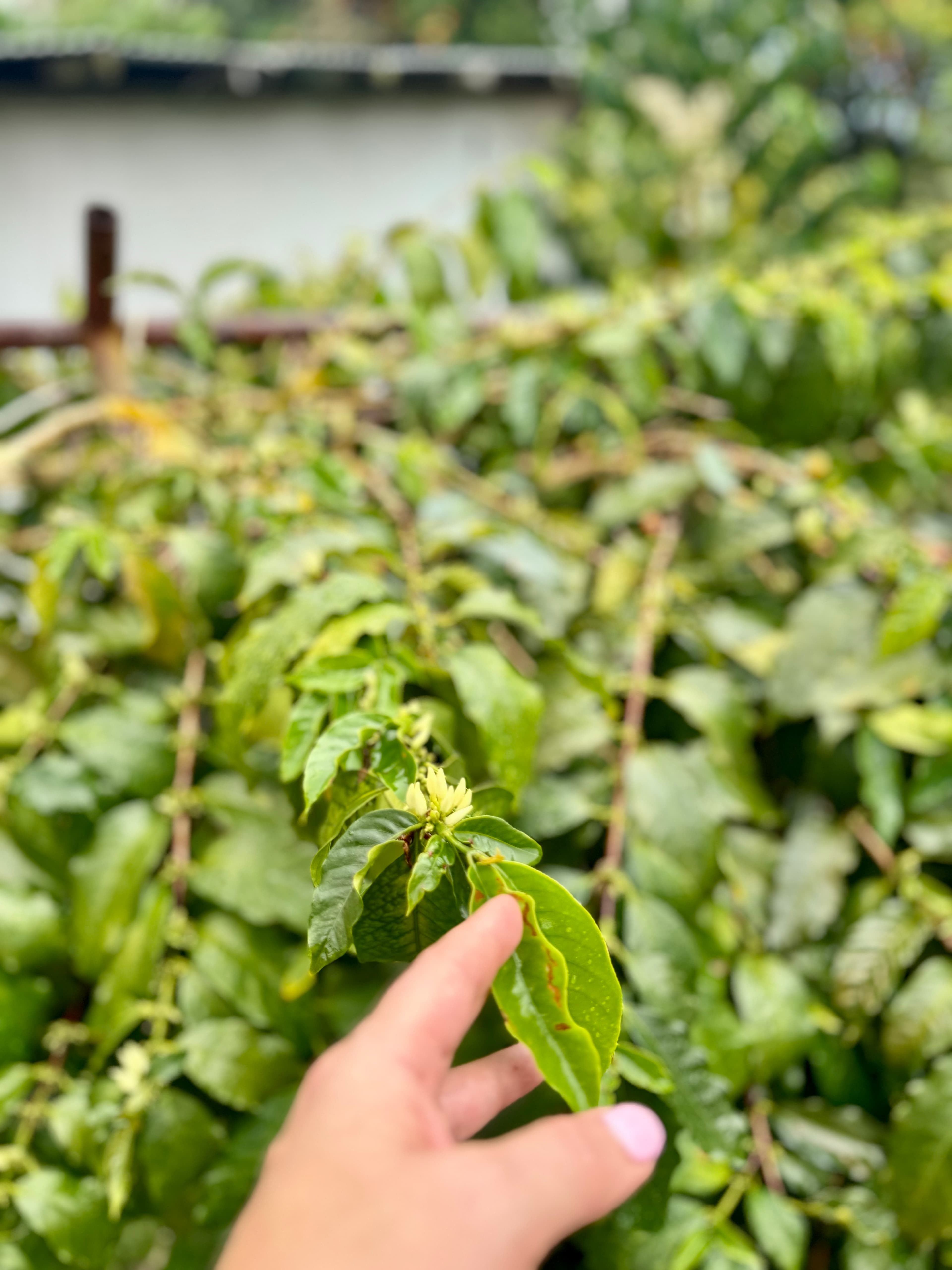 Kona Premium Coffee Company